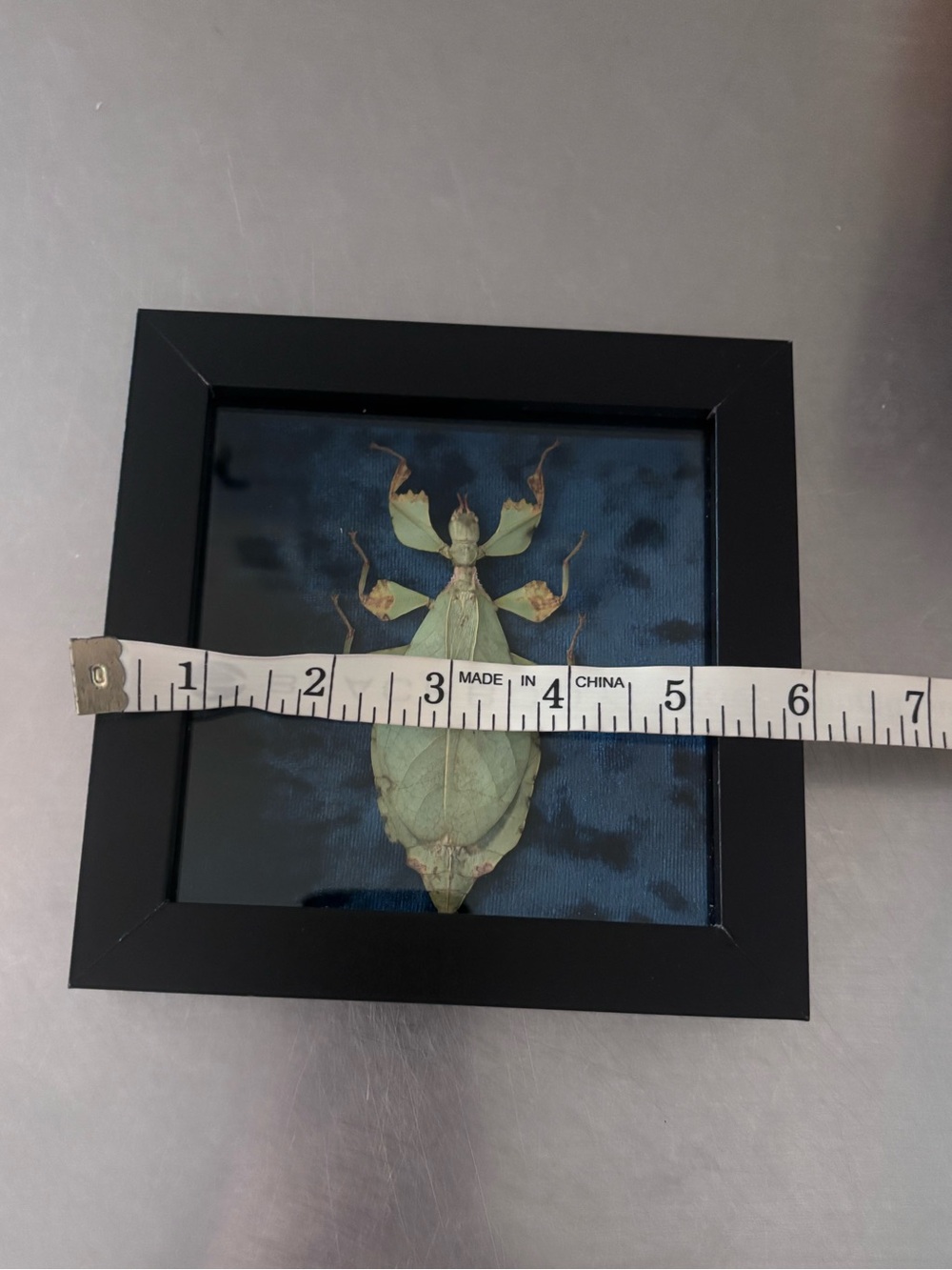 Framed Leaf Insect Specimen - Picture 3 of 4